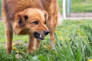 Dog displaying warning behavior before a bite