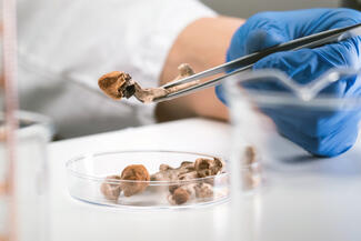 psilocybin