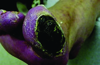 In the lower extremity, peripheral arterial disease (PAD), as seen in this photo, presents clinically as intermittent claudication, rest pain and tissue loss with or without gangrene, and occurs in up to 50 percent of patients with diabetes and a foot ulcer. Photo courtesy of Eric Espensen, DPM.