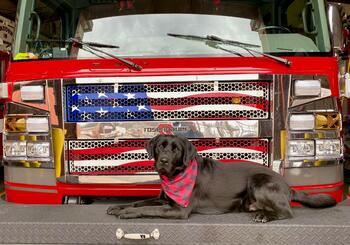 As a working therapy dog, Demeter’s job is to spot stress in CFDF first responders at the station and then give them attention. (Photos: CFDF) 