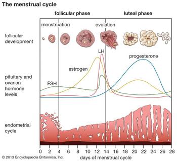 Figure 1: The menstrual cycle (Image: Brittanica)13 